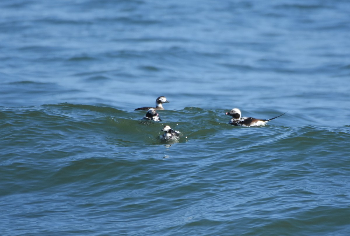 Long-tailed Duck - ML427341711