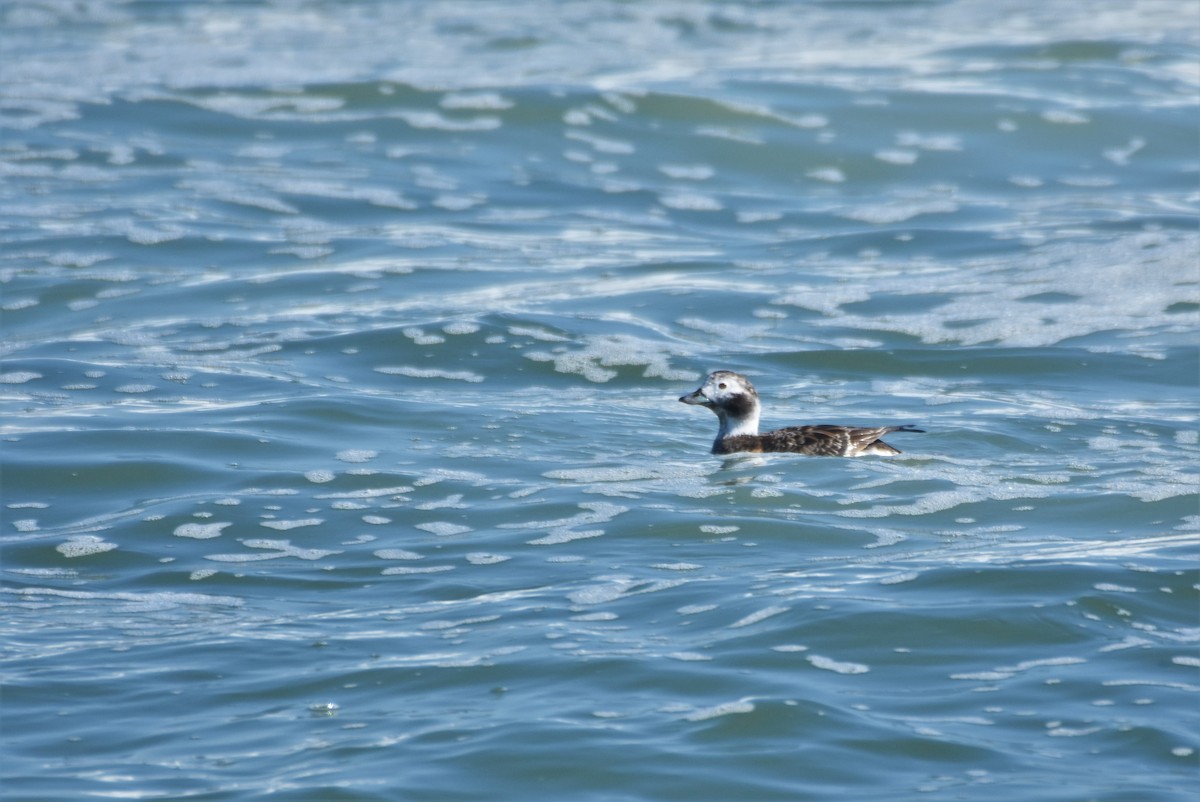 Long-tailed Duck - ML427341741