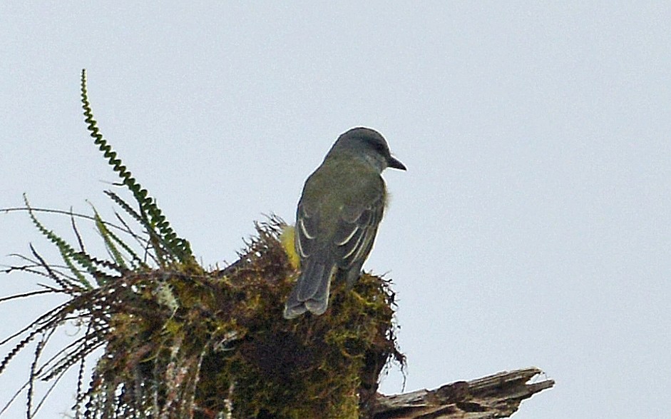 Tropical Kingbird - Bill Telfair