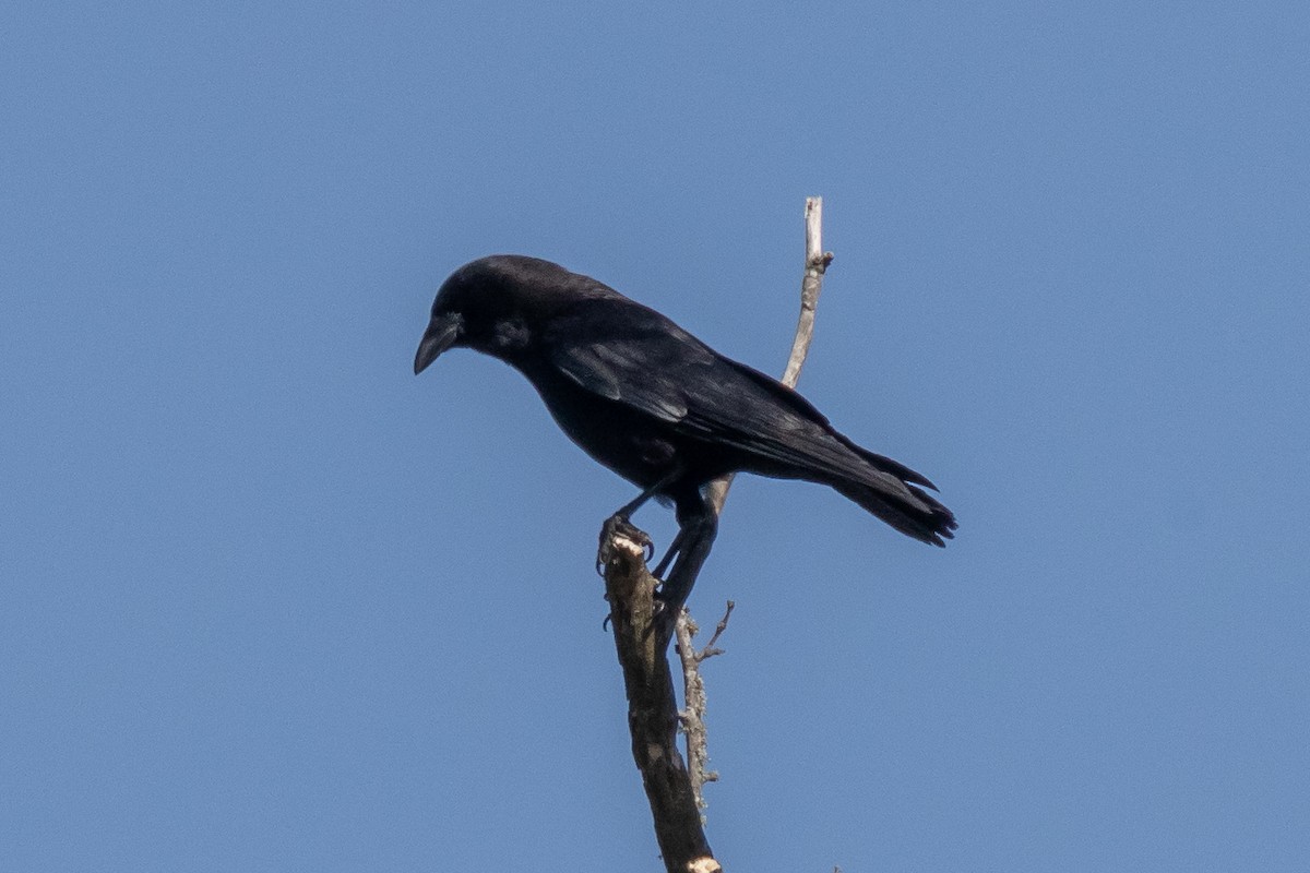 American Crow - ML427341821