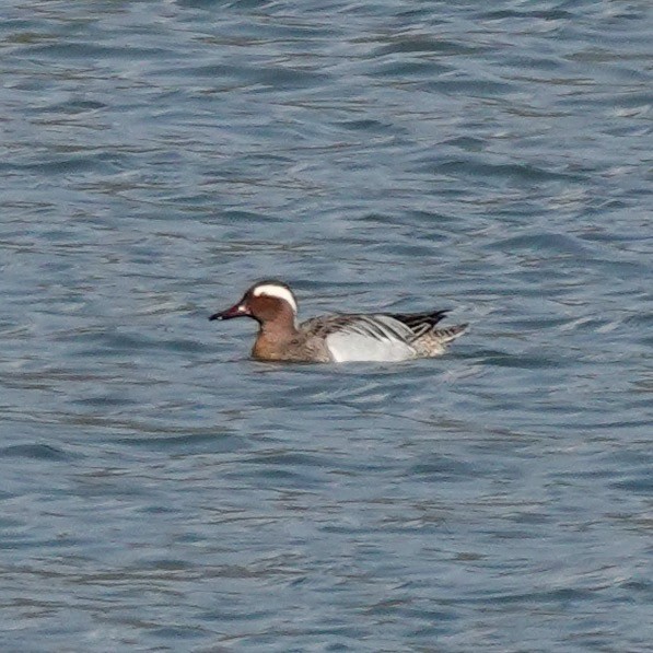 Garganey - ML427342451