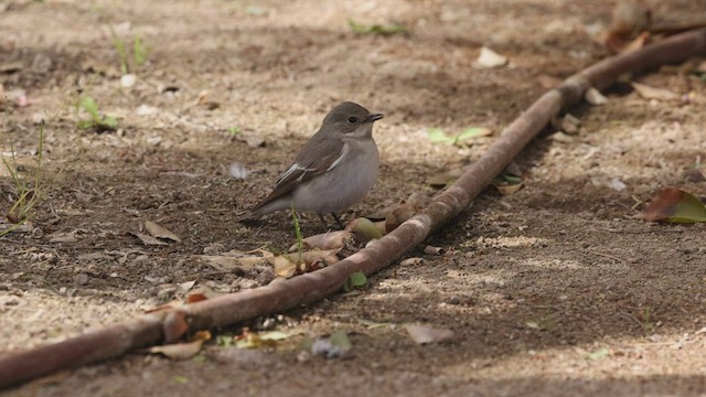 脚付きシエッポ　FLYCATCHER w.foot SIEPPO Willow Flycatcher (Northwestern) - eBird