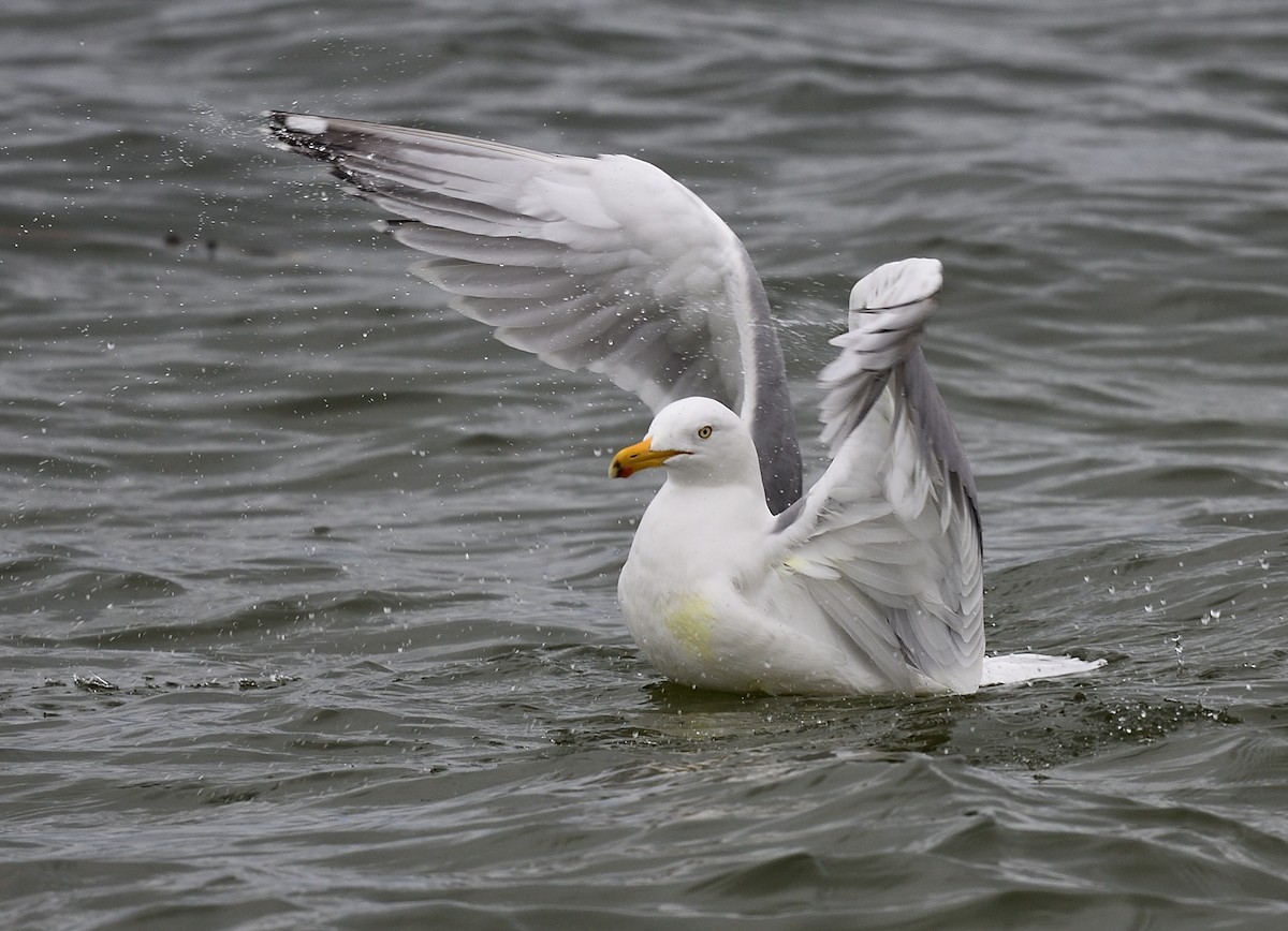 Herring Gull - ML427342811