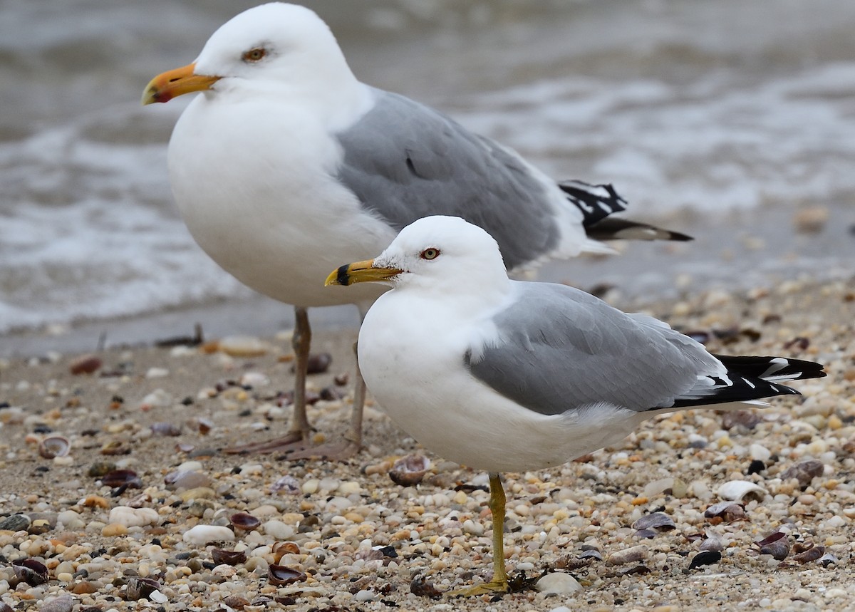 Herring Gull - ML427342821