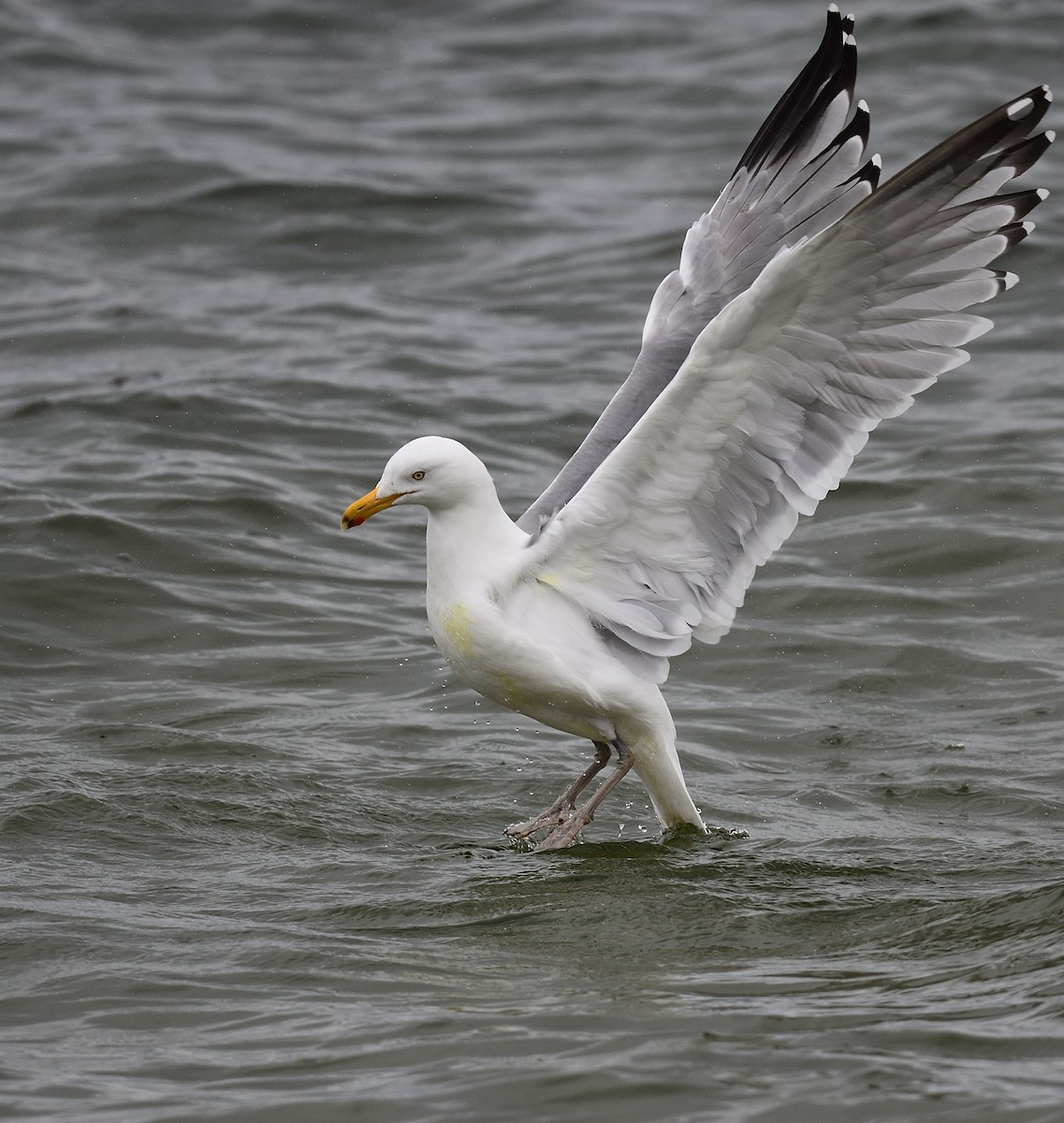 Herring Gull - ML427342841