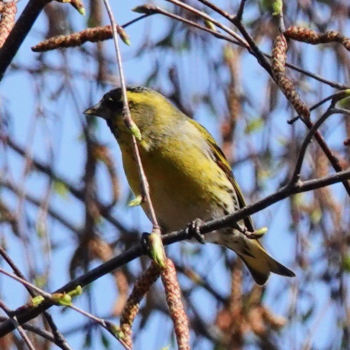 Eurasian Siskin - ML427342901