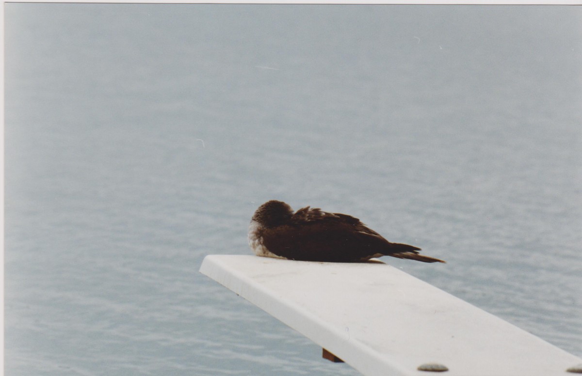 Blue-footed Booby - ML42734291