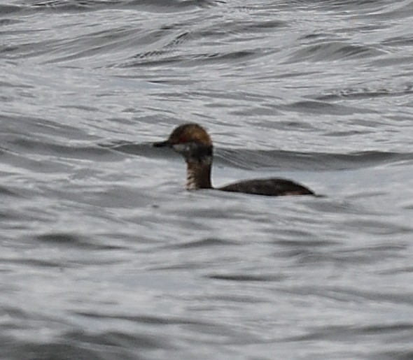 Horned Grebe - ML427342971