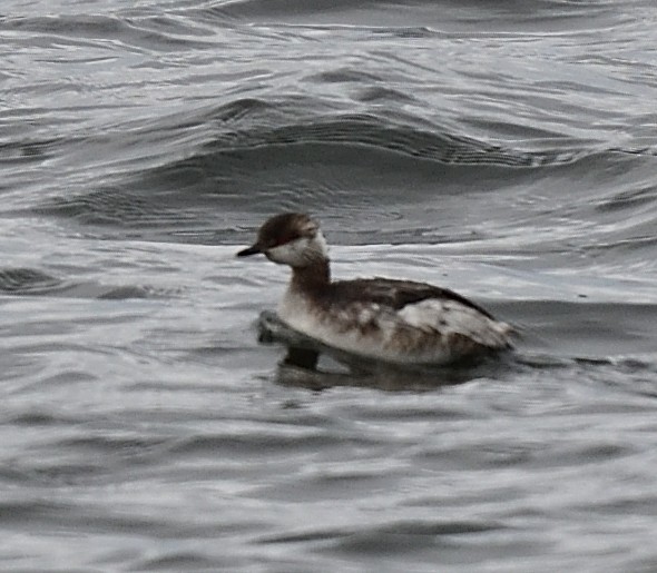 Horned Grebe - ML427342981