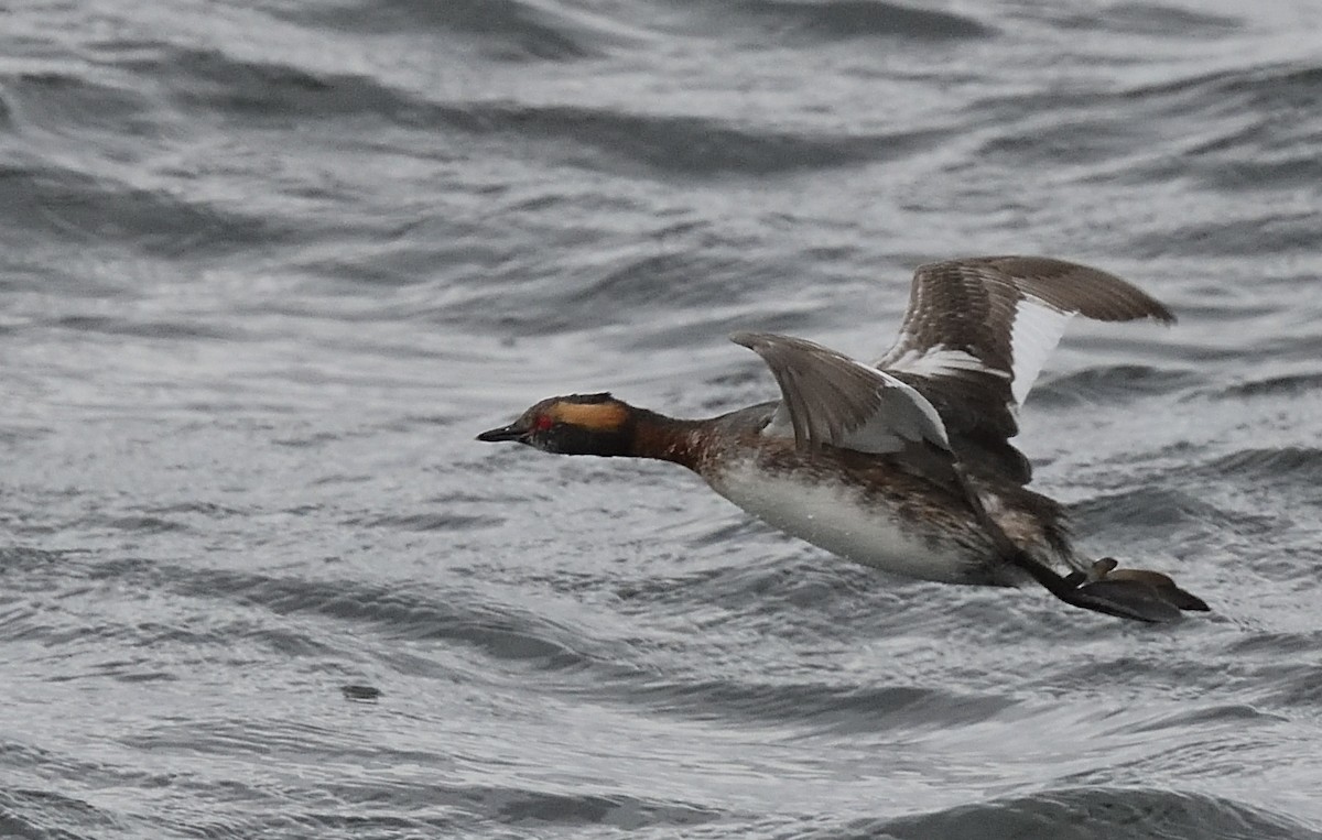 Horned Grebe - ML427343001