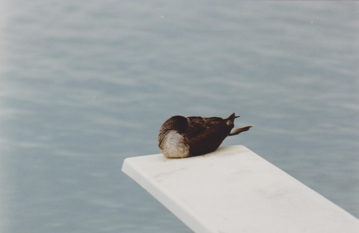 Blue-footed Booby - ML42734301