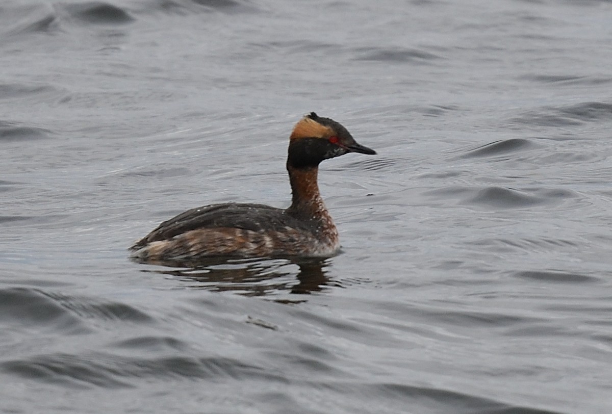 Horned Grebe - ML427343011