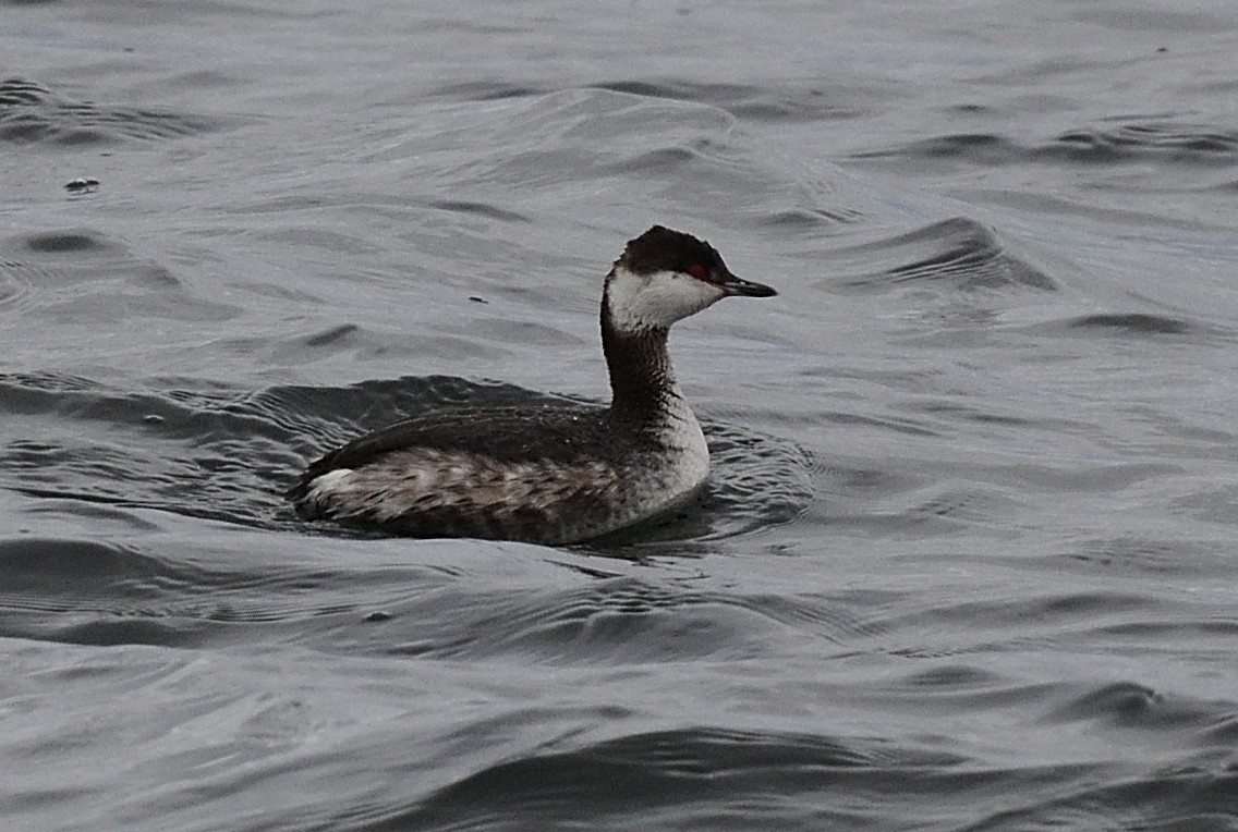 Horned Grebe - ML427343021