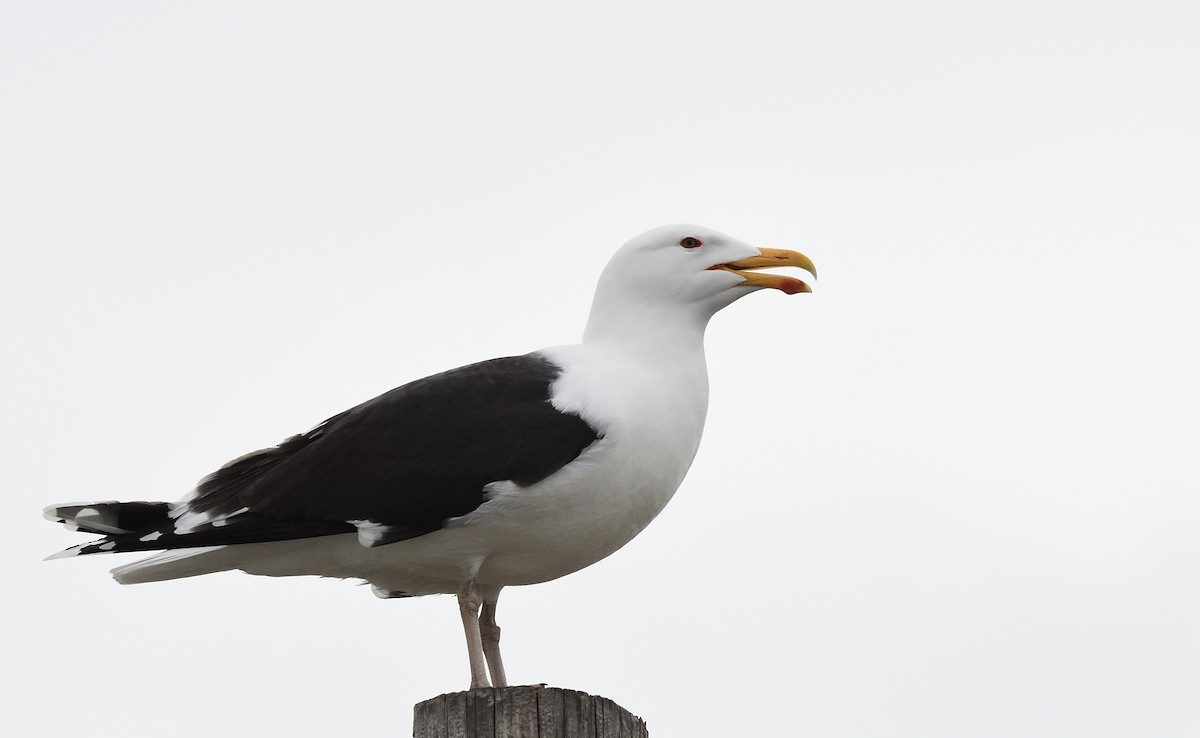 Great Black-backed Gull - ML427343051