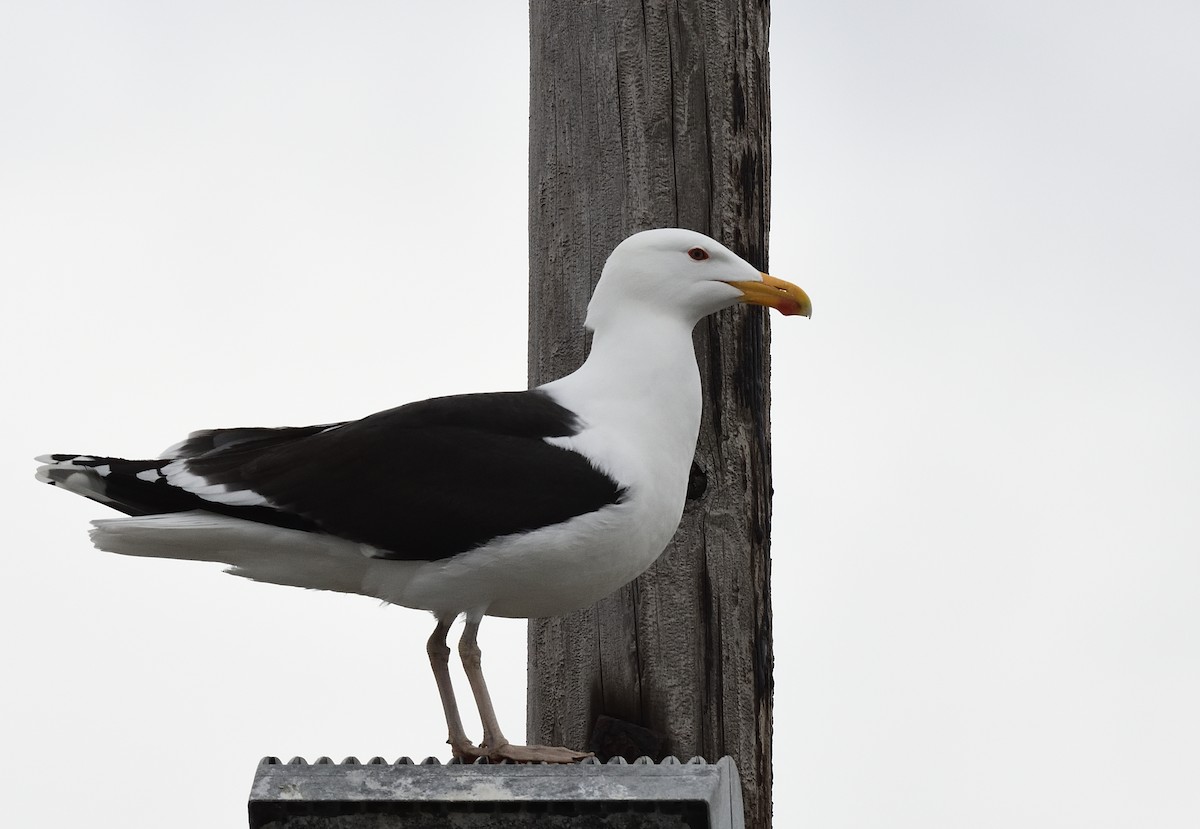 Great Black-backed Gull - ML427343071