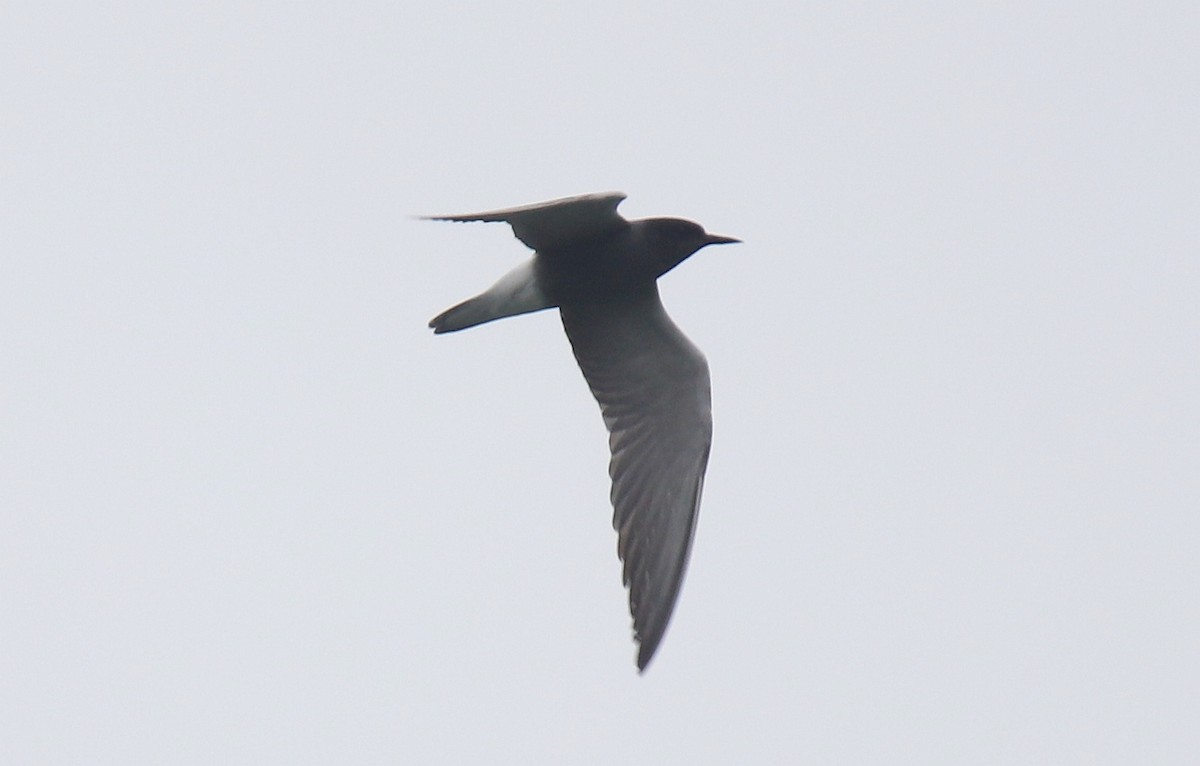 Black Tern - Sandis Laime