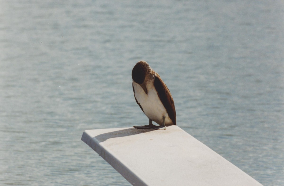 Blue-footed Booby - Rex Stanford