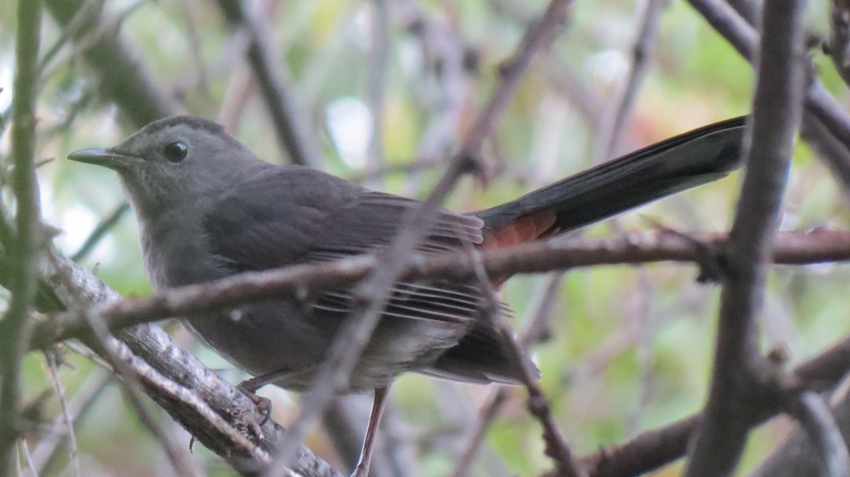 Gray Catbird - ML427343461