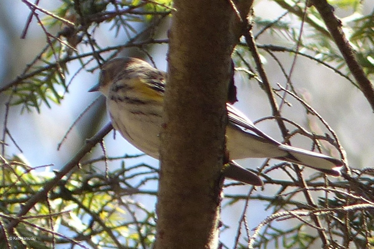 Yellow-rumped Warbler - Ken Januski