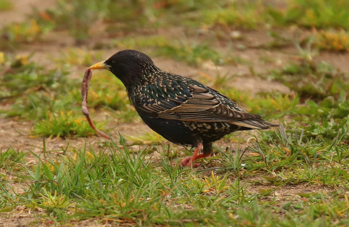 European Starling - ML427344461