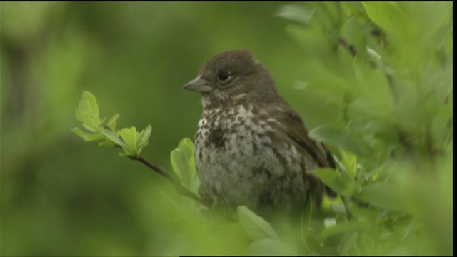 Fox Sparrow - ML427347