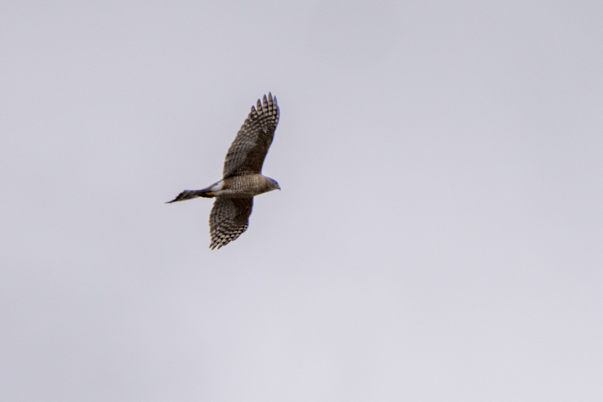 Cooper's Hawk - ML427348051