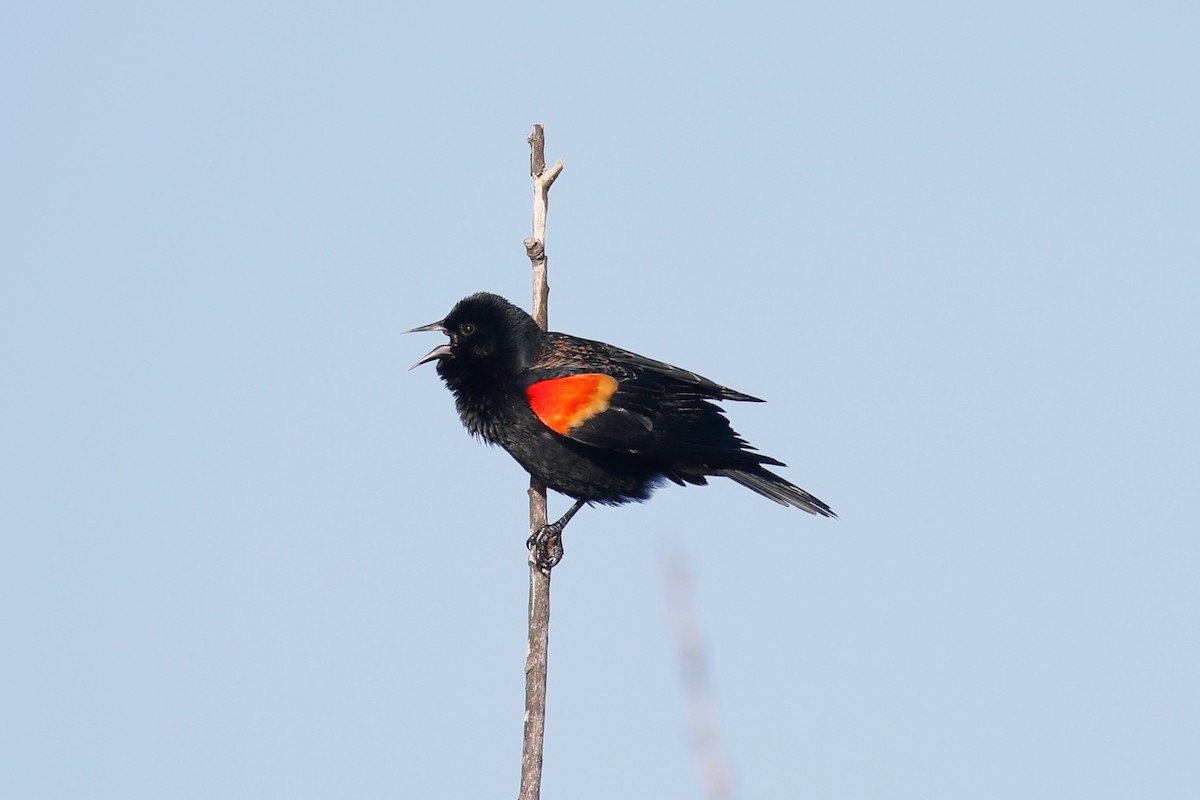 Red-winged Blackbird - ML427348181