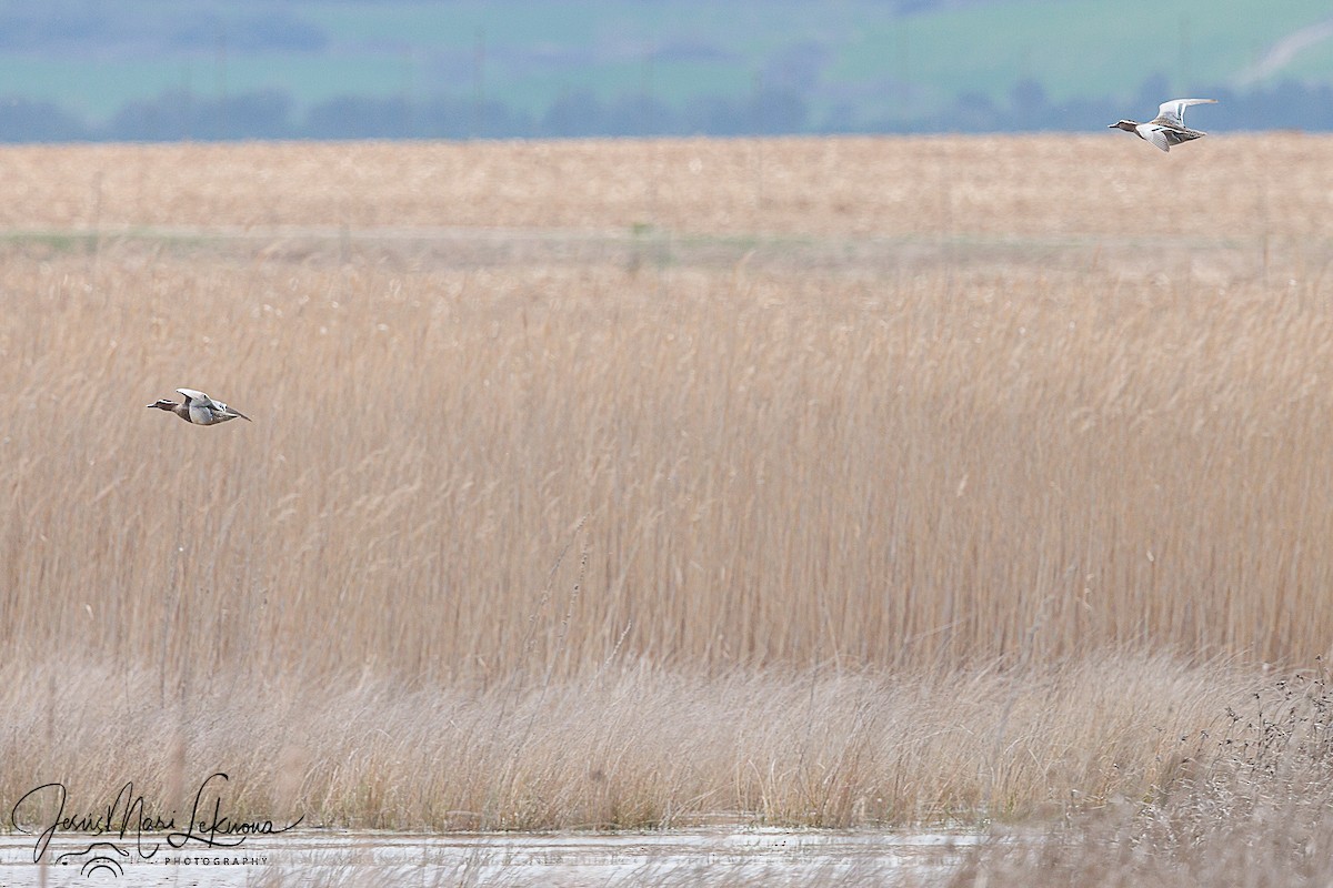 Garganey - Jesús Mari Lekuona Sánchez