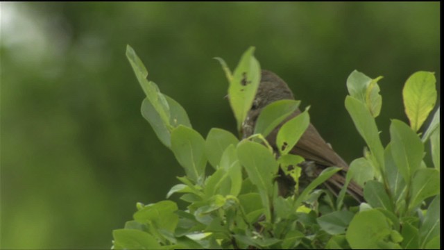 Fox Sparrow - ML427350