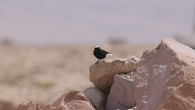White-crowned Wheatear - ML427350741