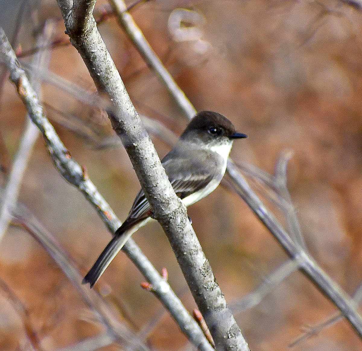 Eastern Phoebe - ML427351481