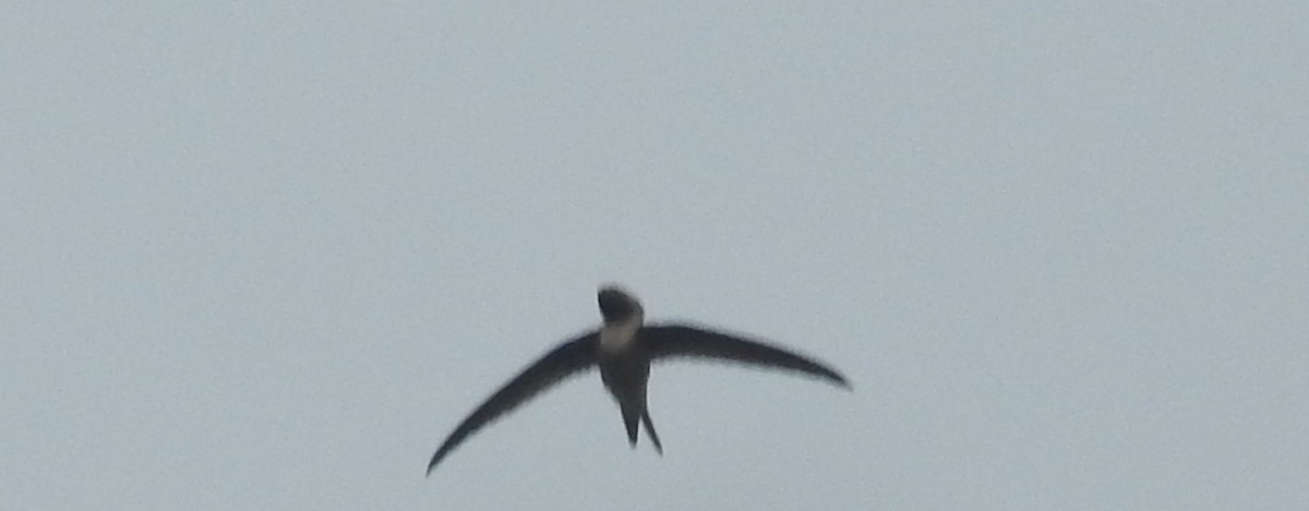 Crested Treeswift - ML427352621