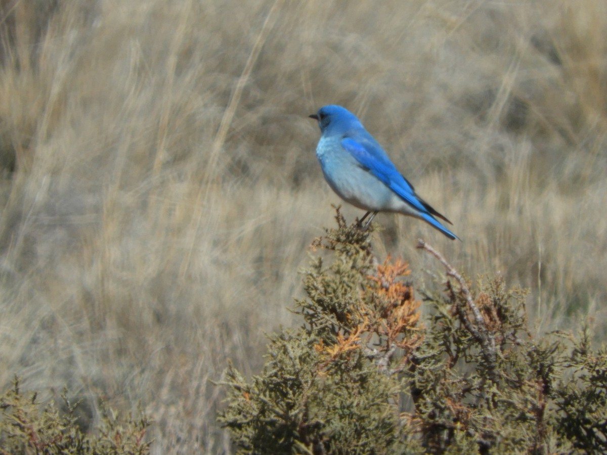 Mountain Bluebird - Duke Tufty