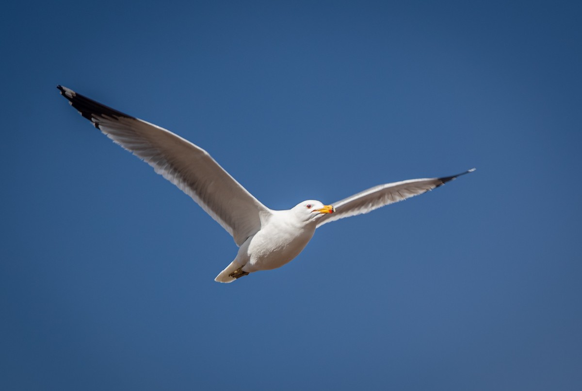 Gaviota Californiana - ML427354531