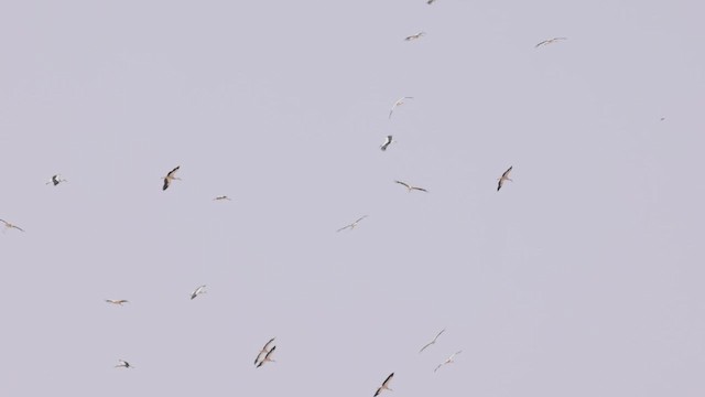 White Stork - ML427355921