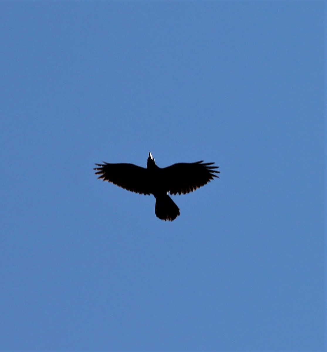 Common Raven - ML427356201