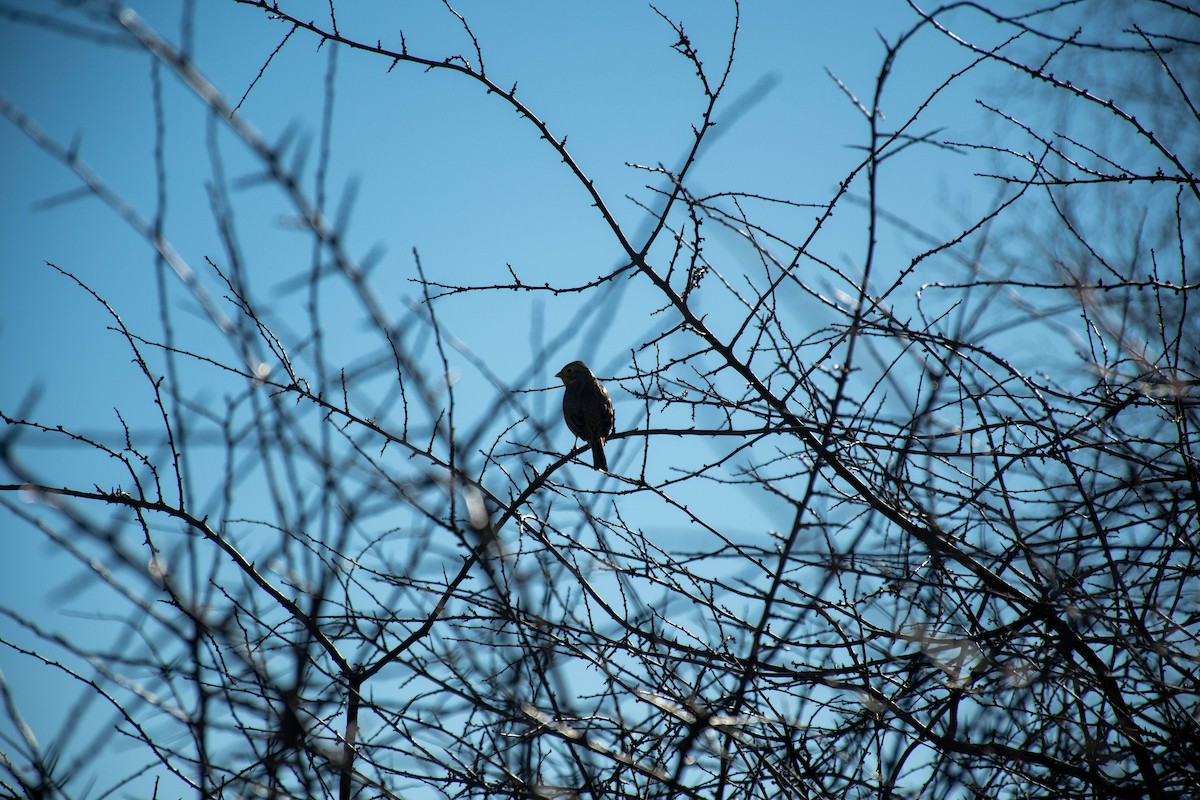 Yellowhammer - ML427356301