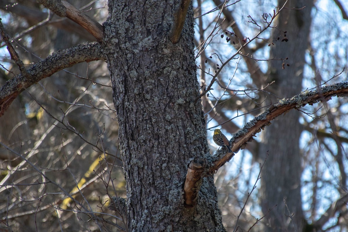 Yellowhammer - ML427356501