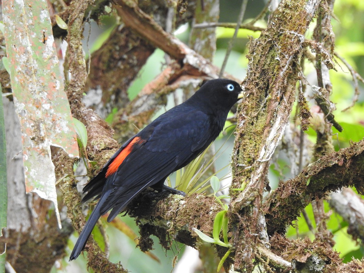 Scarlet-rumped Cacique (Pacific) - ML427357191