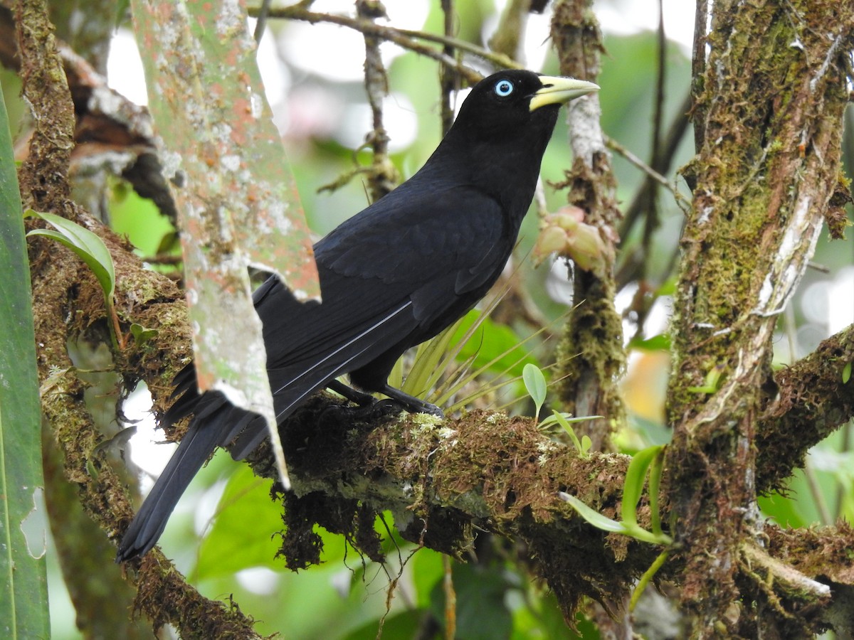 Scarlet-rumped Cacique (Pacific) - ML427357211