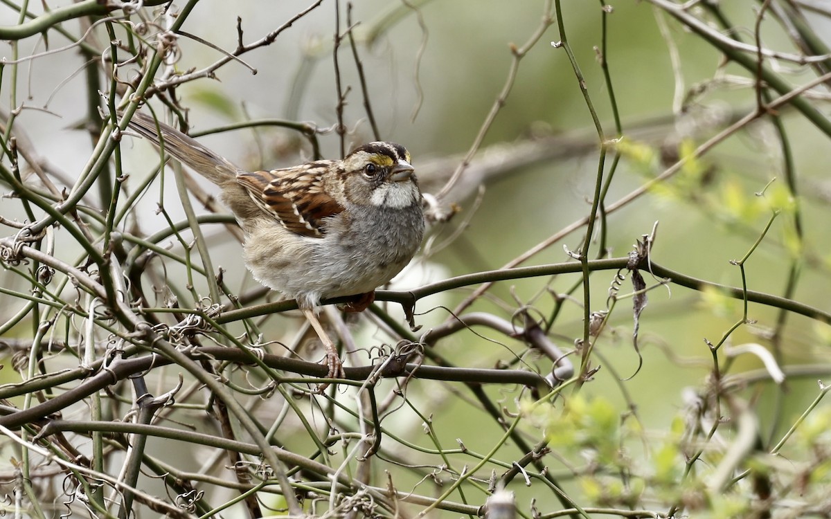 White-throated Sparrow - ML427357311