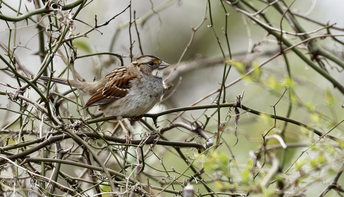 White-throated Sparrow - ML427357321