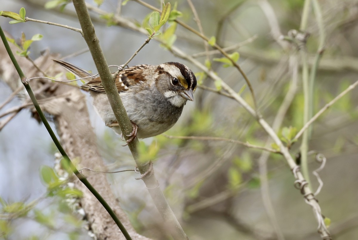 White-throated Sparrow - ML427357331