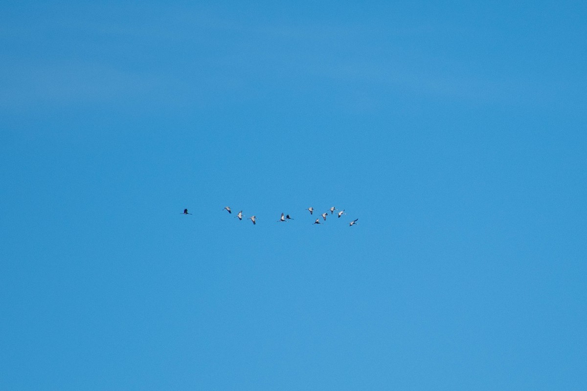 Common Crane - ML427357481