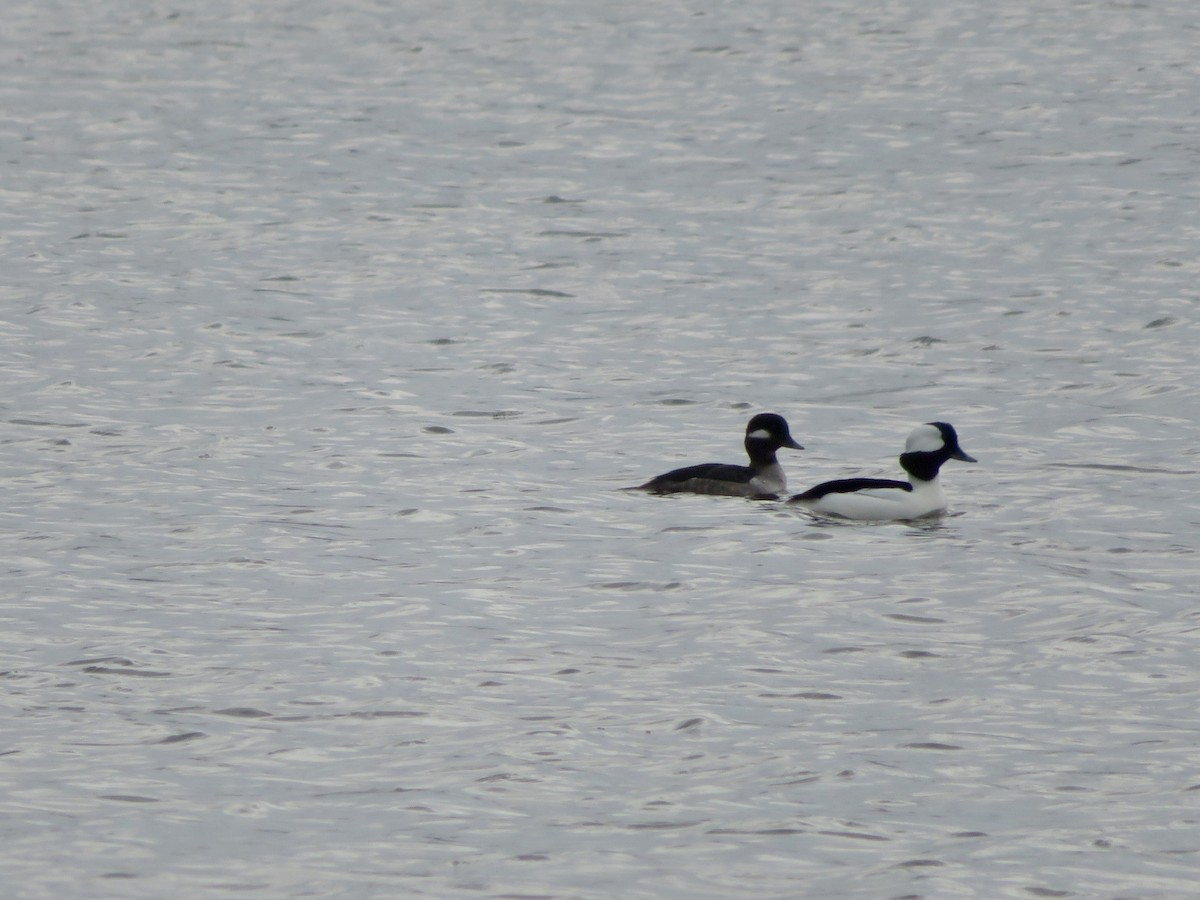 Bufflehead - ML427357861