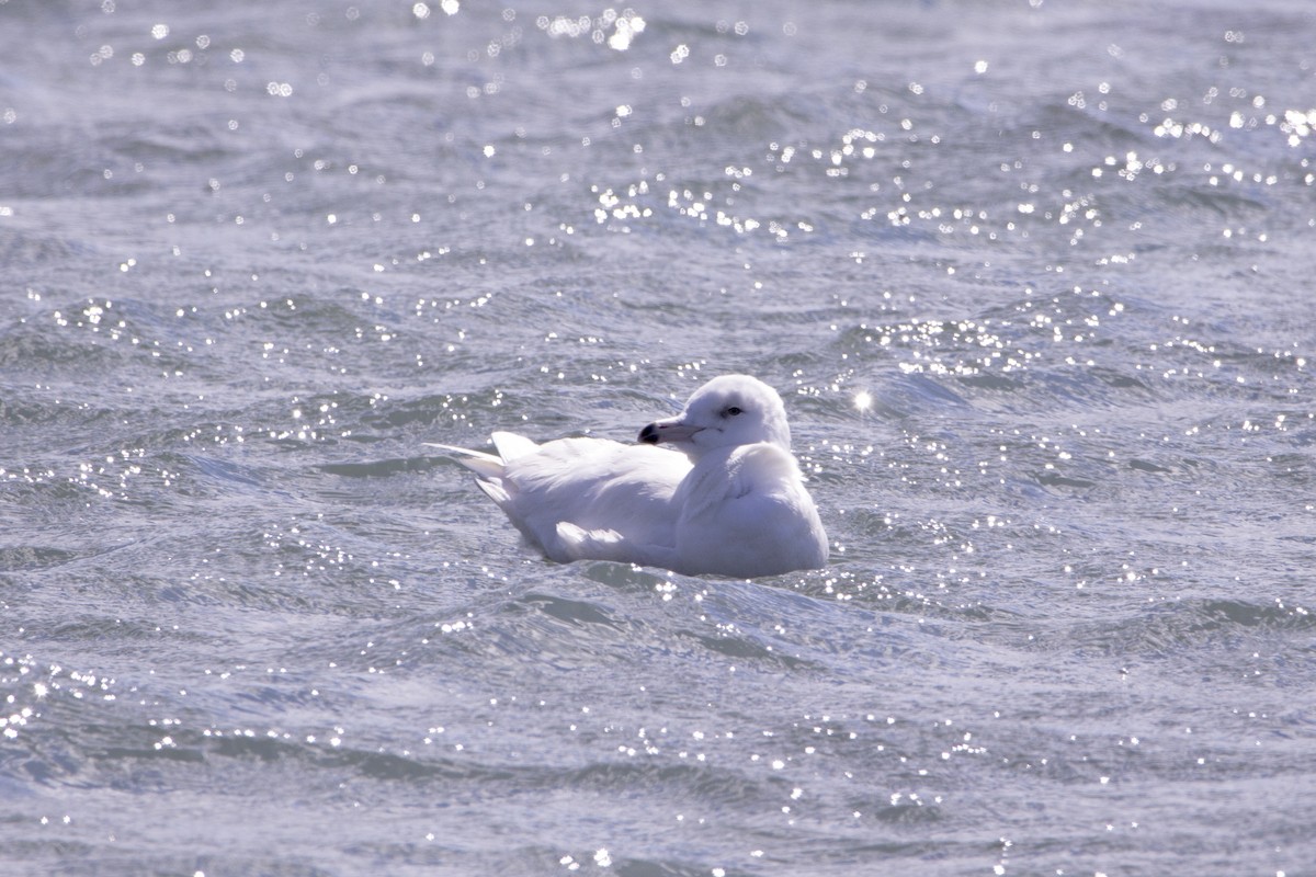 Glaucous Gull - ML427359201