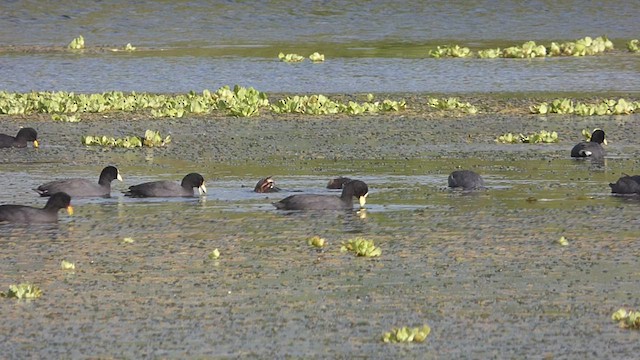 Red-gartered Coot - ML427359471