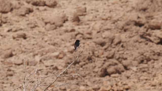 White-crowned Wheatear - ML427361261