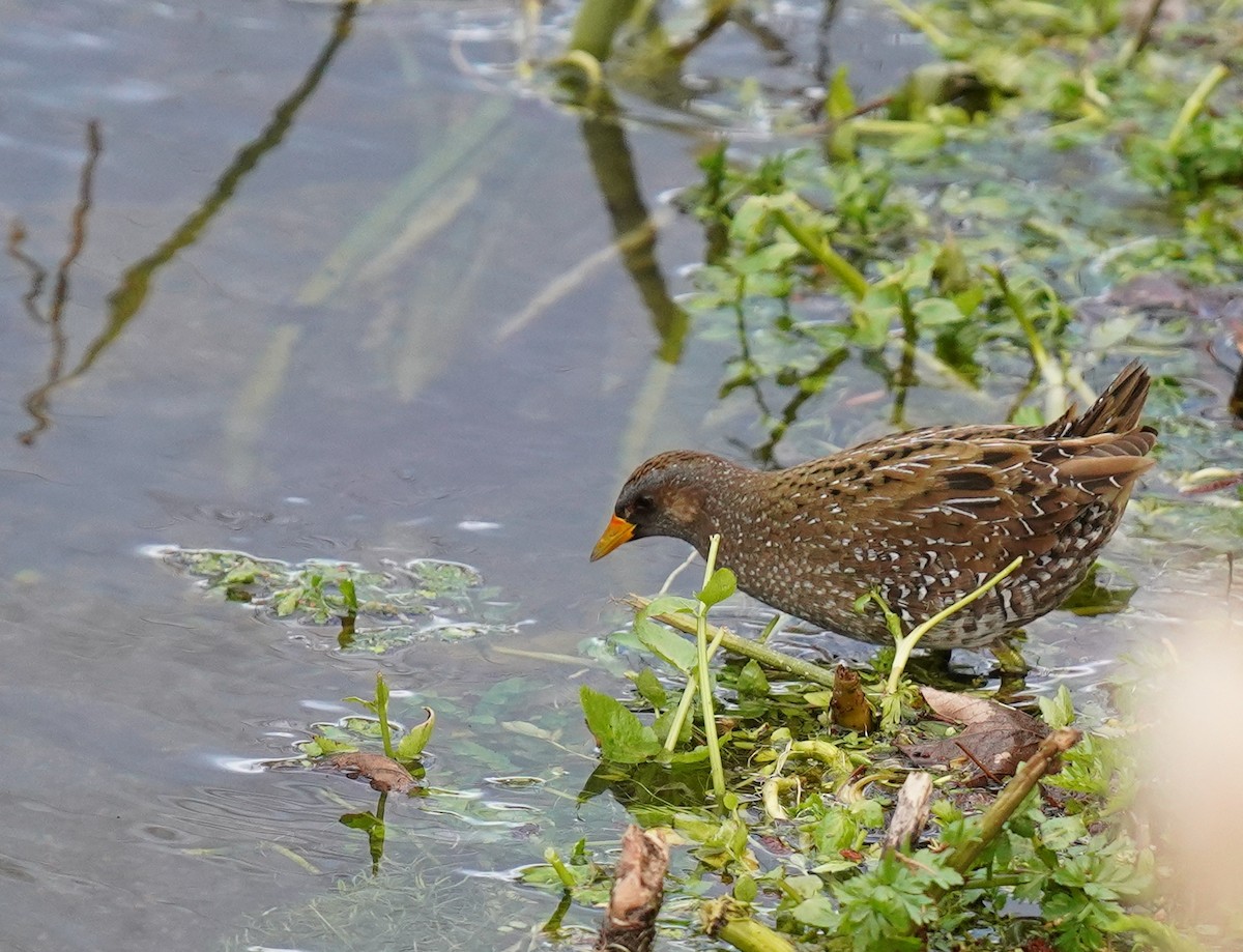 Spotted Crake - Bárbara Morais