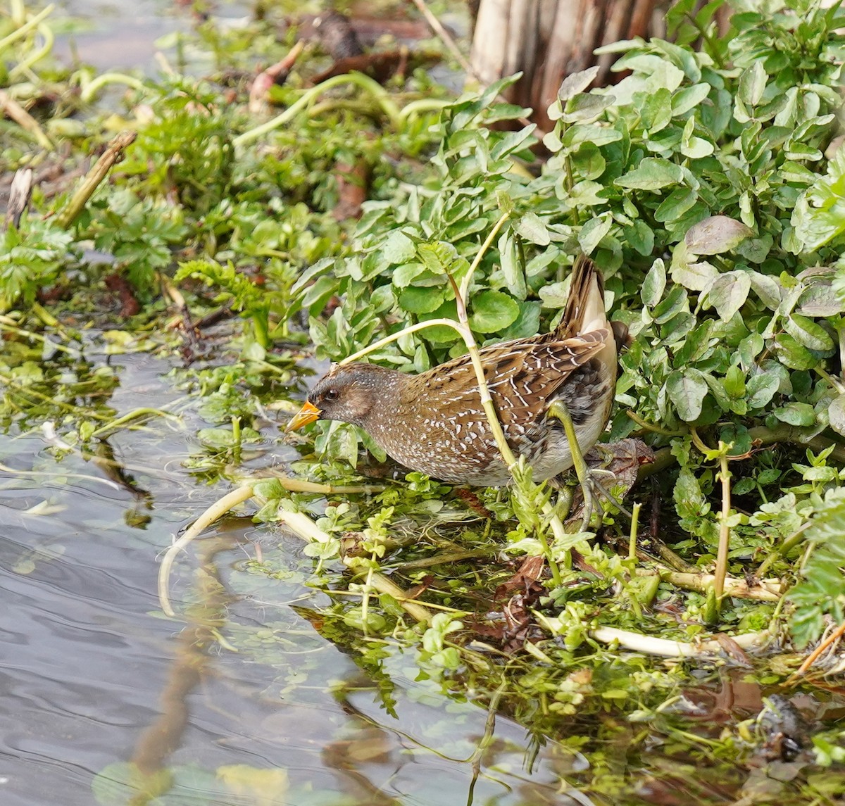 Spotted Crake - Bárbara Morais